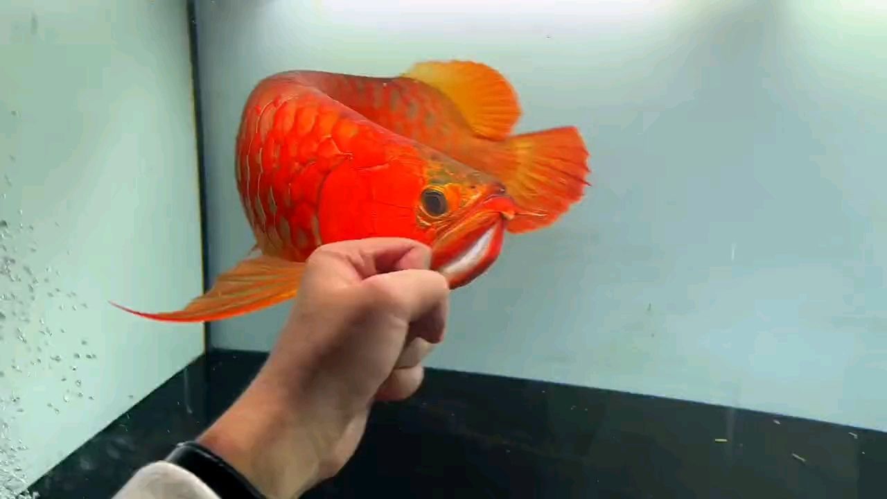 朋友的毒，如何應對朋友的毒 朋友的毒，如何應對朋友的毒 龍魚論壇