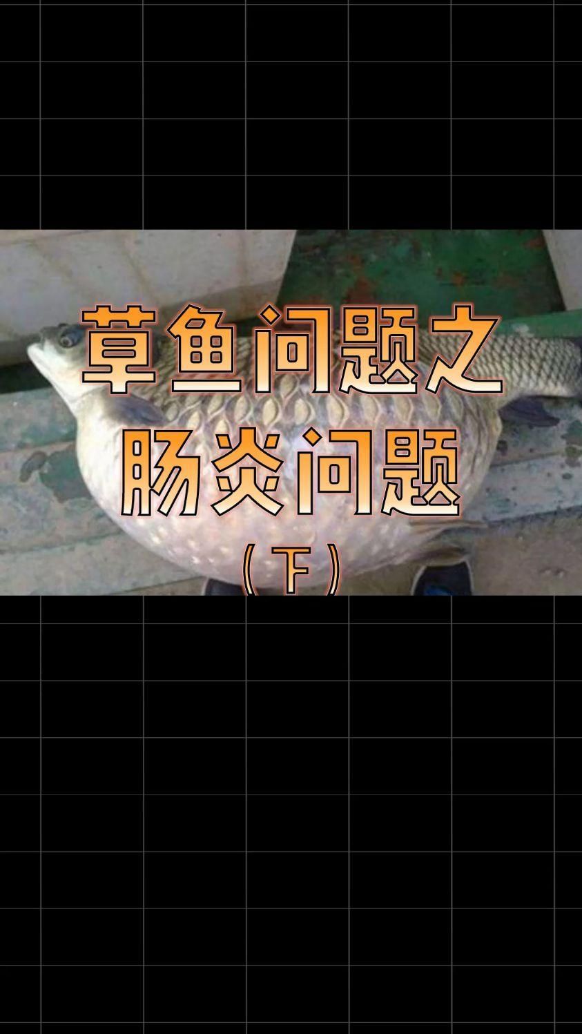 魚類細菌性腸炎病，夏季錦鯉四大細菌性魚病介紹