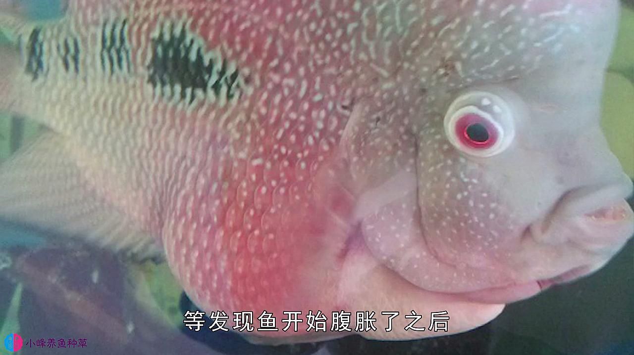 魚類細菌性腸炎病，夏季錦鯉四大細菌性魚病介紹