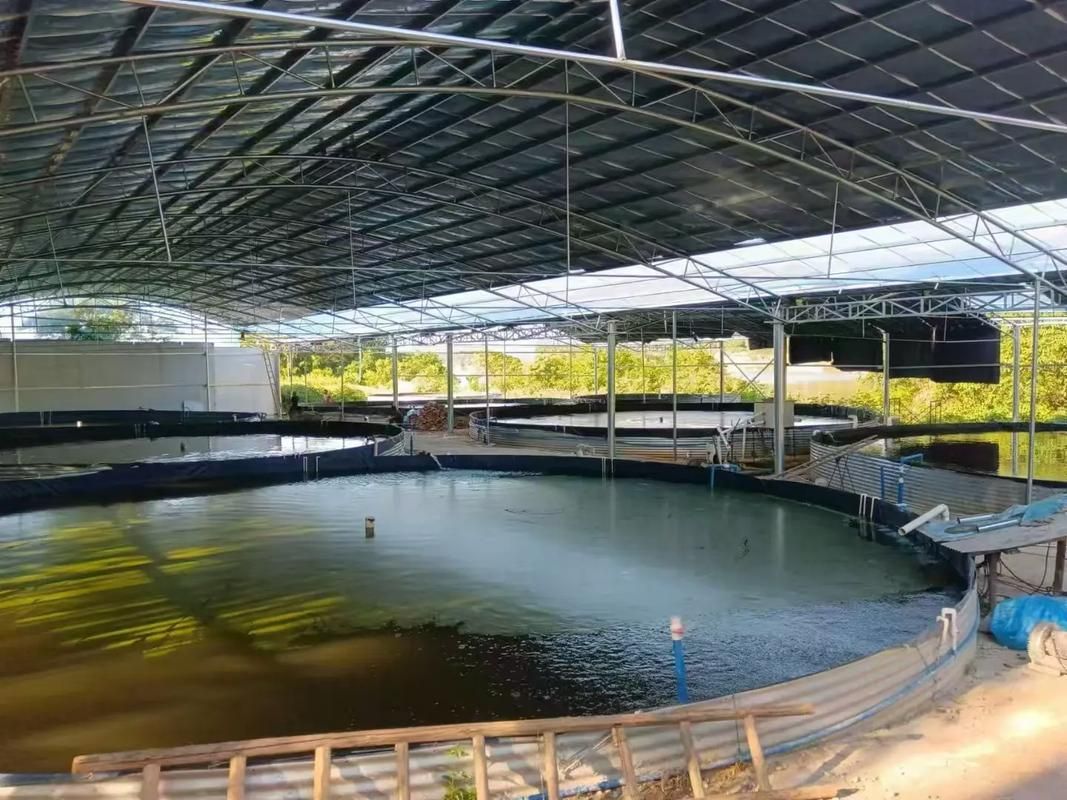 能否提供十大暴利淡水魚的養殖技術，十大暴利淡水魚養殖技術