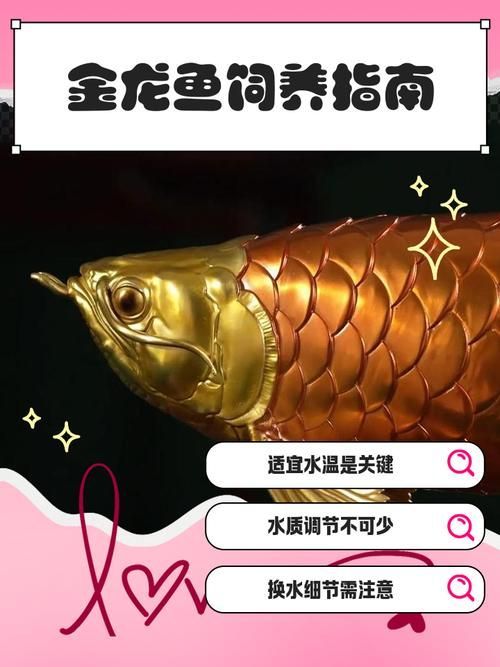 有哪些龍魚養護 checklist，西安本地觀賞龍魚養護checklist配圖信息整理完成