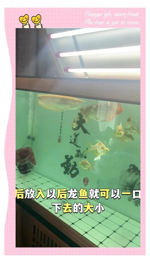 有哪些龍魚養護 checklist，西安本地觀賞龍魚養護checklist配圖信息整理完成