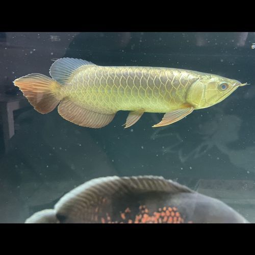 金頭過背金龍魚的最佳購買體重是多少，20-25厘米的金頭過背金龍魚價格是多少