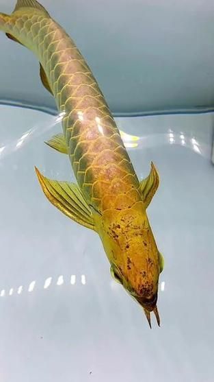 金頭過背金龍魚的最佳購買體重是多少，20-25厘米的金頭過背金龍魚價格是多少