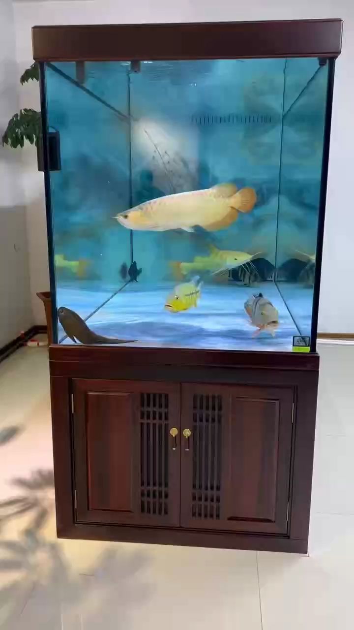 ，_小金龍評論：人工智能在教育中的應用與挑戰(zhàn) ，_小金龍評論：人工智能在教育中的應用與挑戰(zhàn) 龍魚論壇