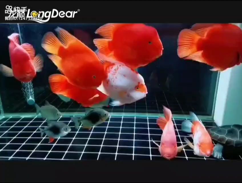 事事順遂，會越來越好，南無阿彌陀佛??????，關于事事順遂、未來越來越好的祝福語