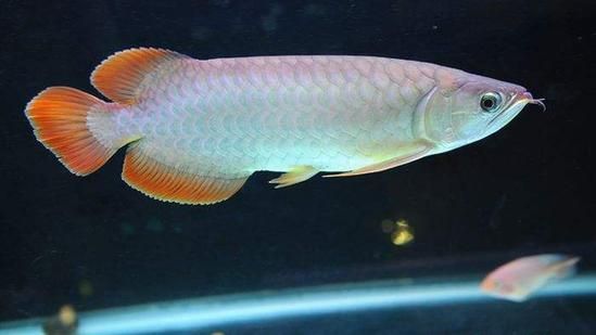 如何區分號半龍魚和紅龍？，半龍魚和紅龍魚的區別