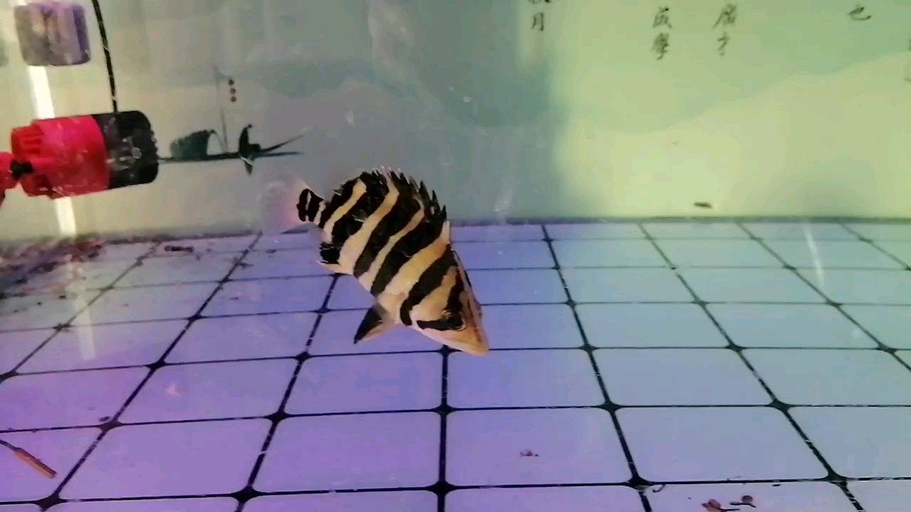 虎魚，neolamprologusbrasiliensis
