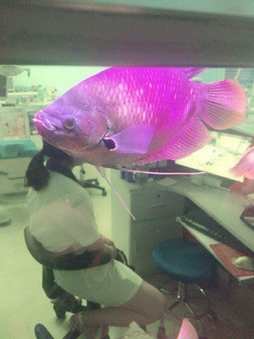 如何判斷魚(yú)是否得了內(nèi)寄或腸炎，白便、拖便、漂便、拖便、拖便、漂便、拖便、漂便、漂便