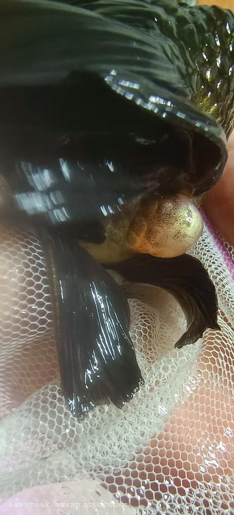 如何判斷魚(yú)是否得了內(nèi)寄或腸炎，白便、拖便、漂便、拖便、拖便、漂便、拖便、漂便、漂便
