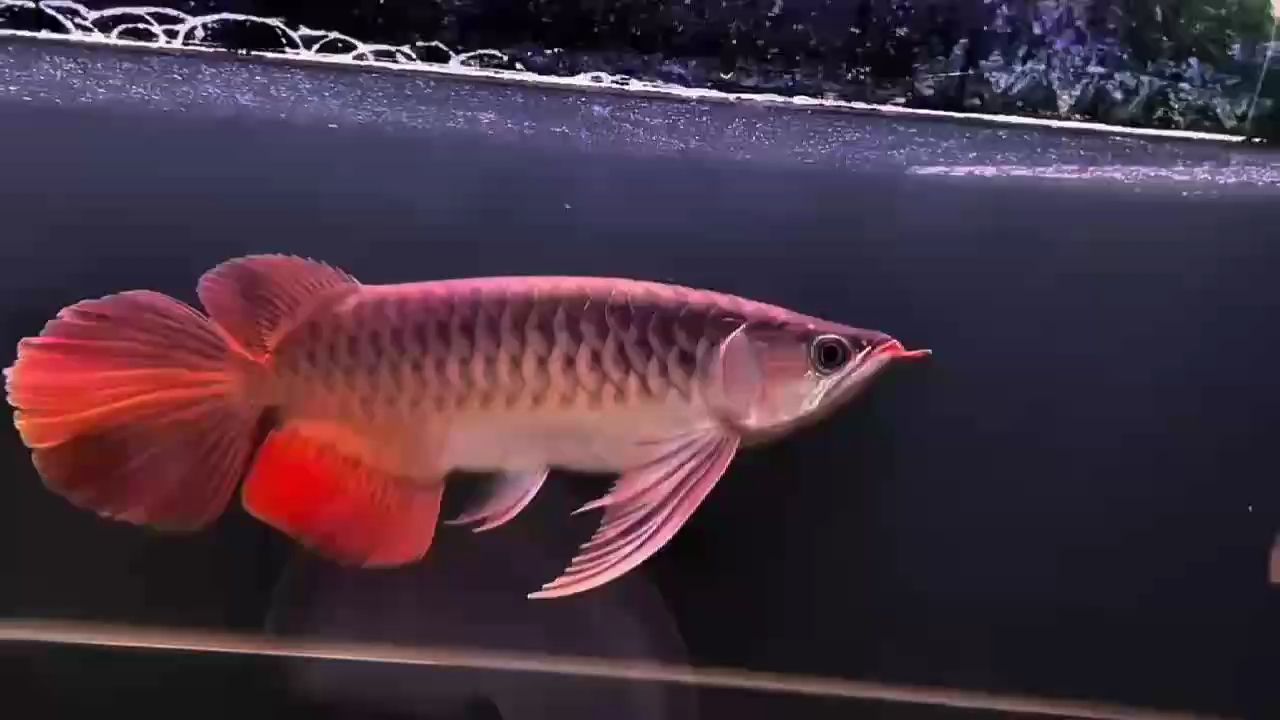 更新，ai與機器學習的融合