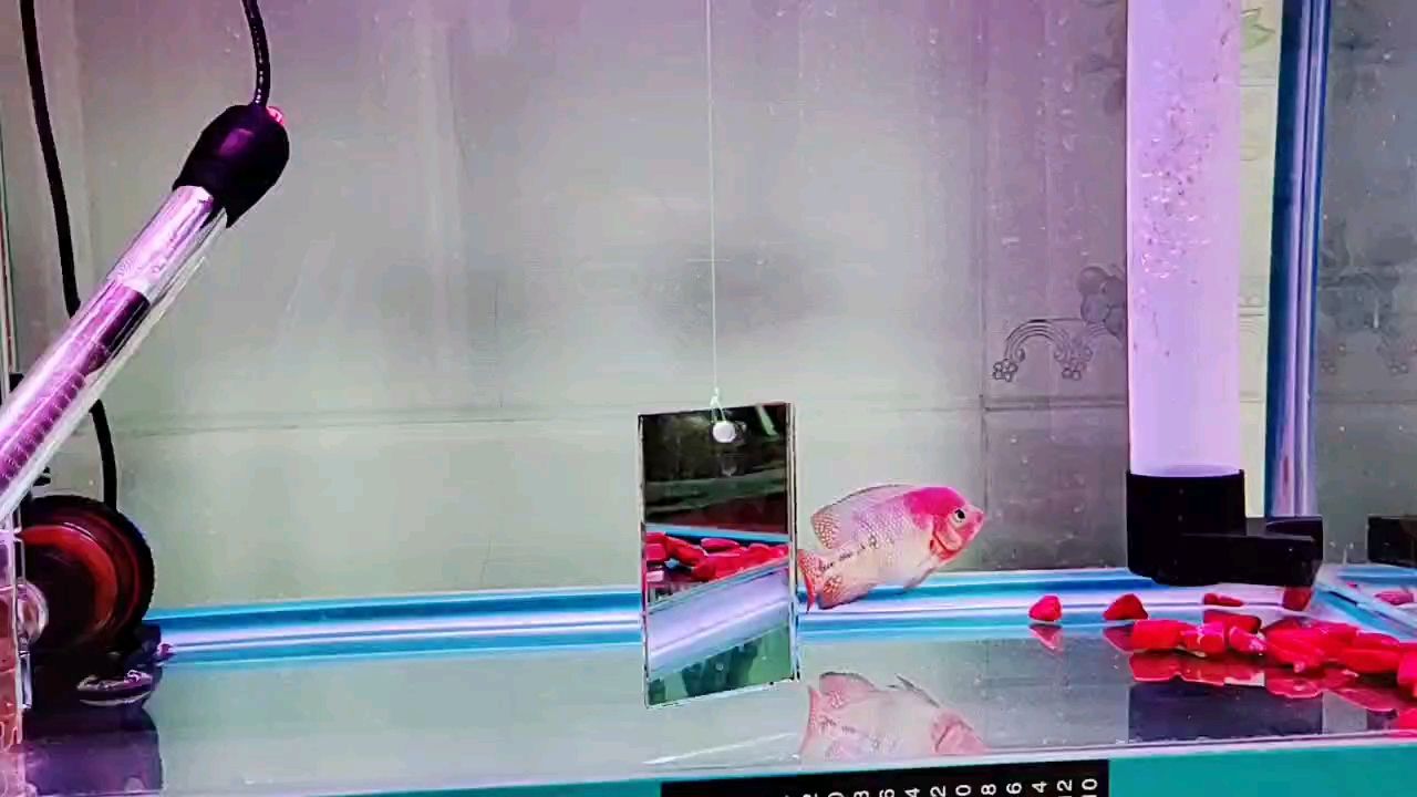 各位大佬，幫忙看看！，ai在教育中的應用與挑戰，郭建成評論：重血古典