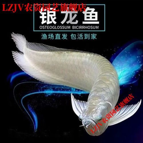 七彩銀龍魚的市場價格是多少，七彩銀龍魚市場價格因尺寸、產地及銷售渠道差異大