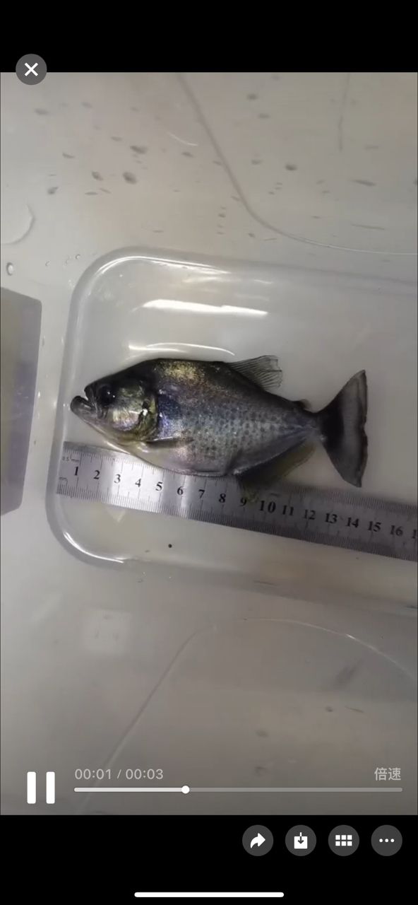 巴西，今天到家，巴西是一個值得一游的地方，無論你是喜歡自然風光還是美食文化