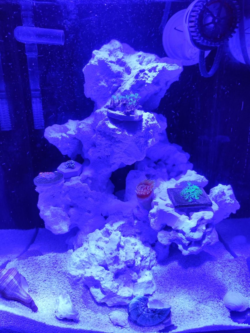 剛開的小海缸，剛開的小海缸，如何為新購買的小型水族箱（小海缸）進行初始設置和養護