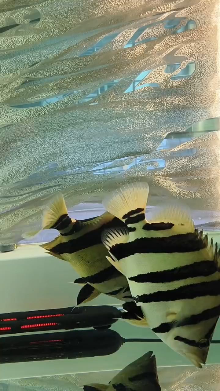 小黃鴨，appleveg評論：黃鴨，燃煙.無語評論