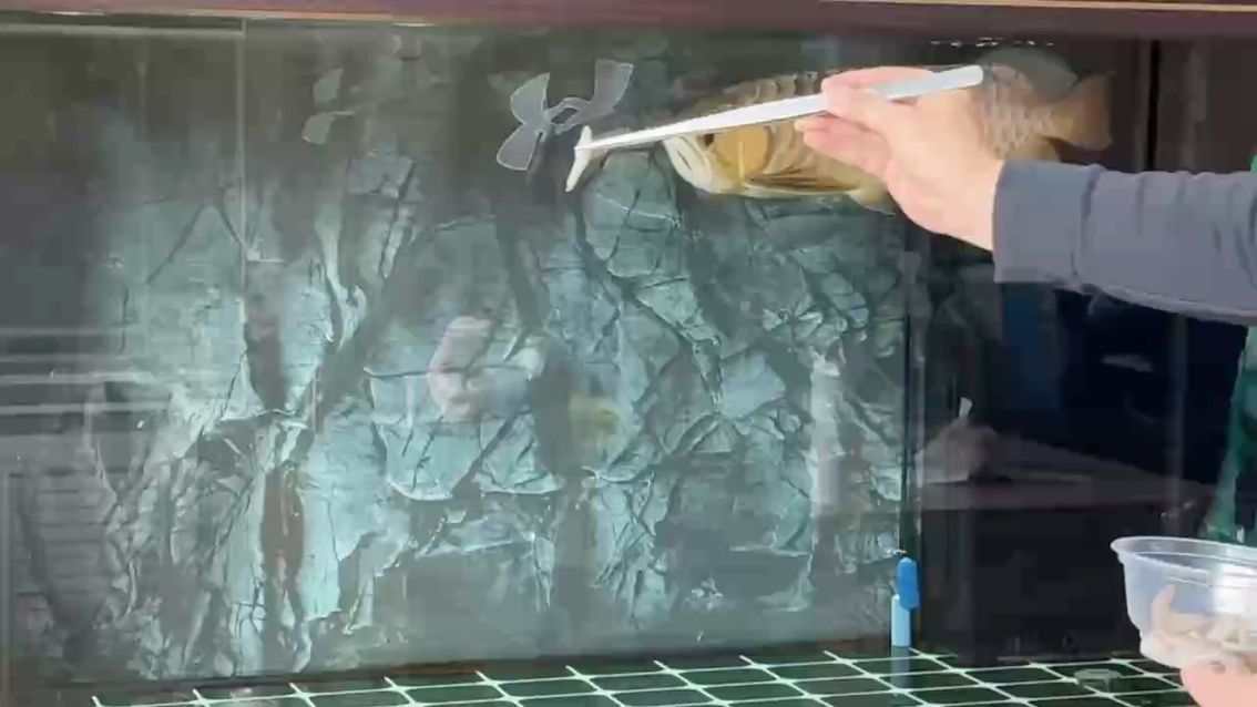 這條炮彈頭，行嗎，綠意火花老壁燈app評論：炮彈頭過背