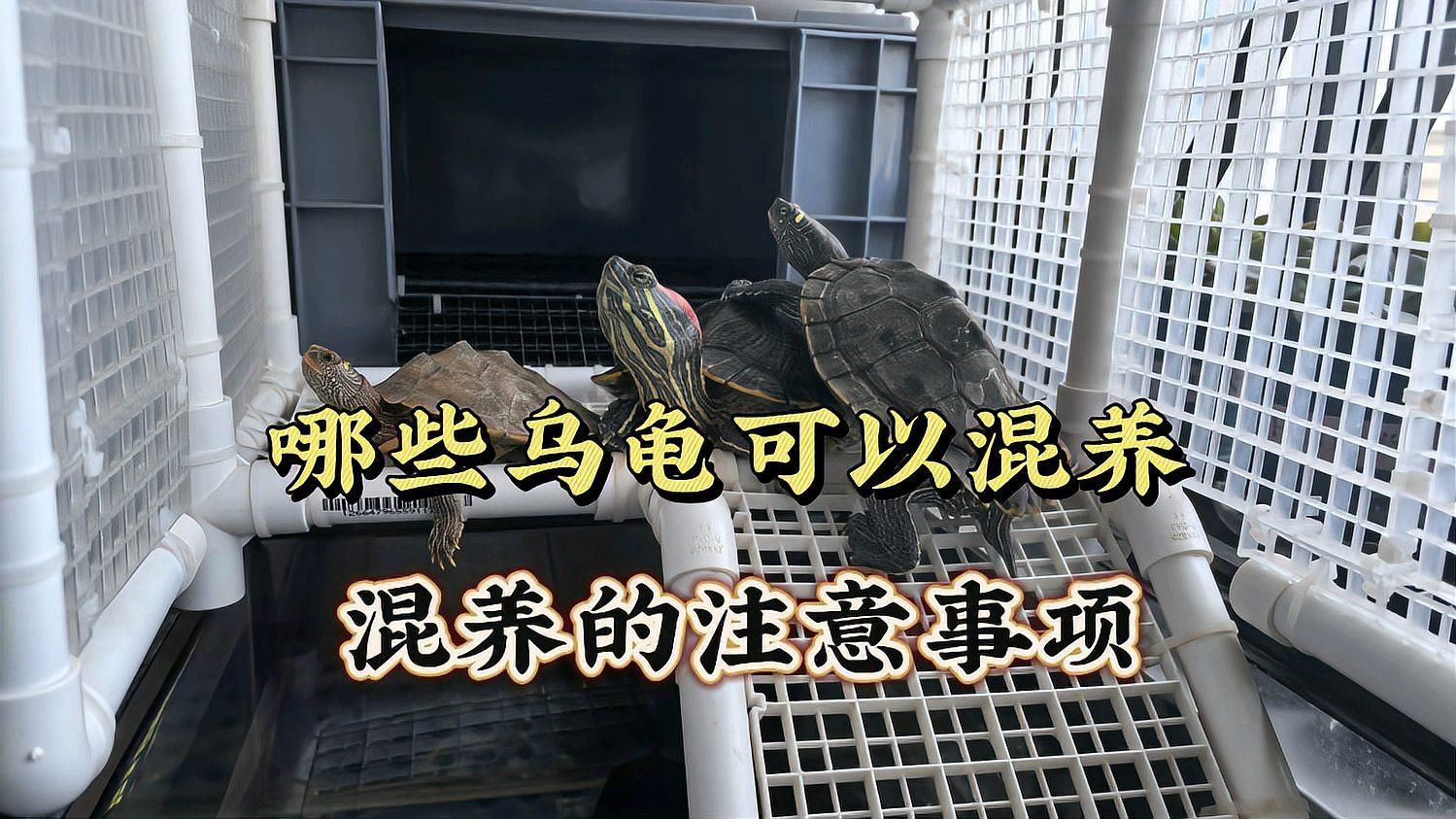 如何降低龍龜混養的風險，烏龜可以混養嗎