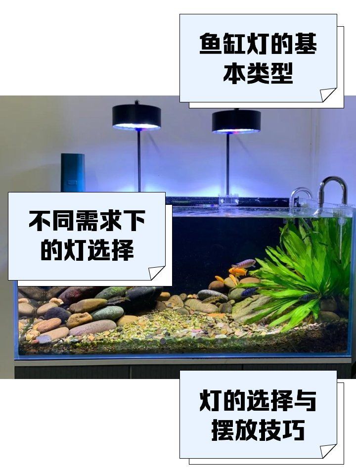 魚缸光源中還有哪些類型？，如何選擇適合海水缸的光源？