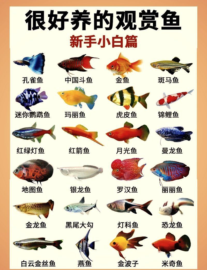 哪些魚(yú)適合家庭飼養(yǎng)，家庭養(yǎng)什么樣的魚(yú)好？