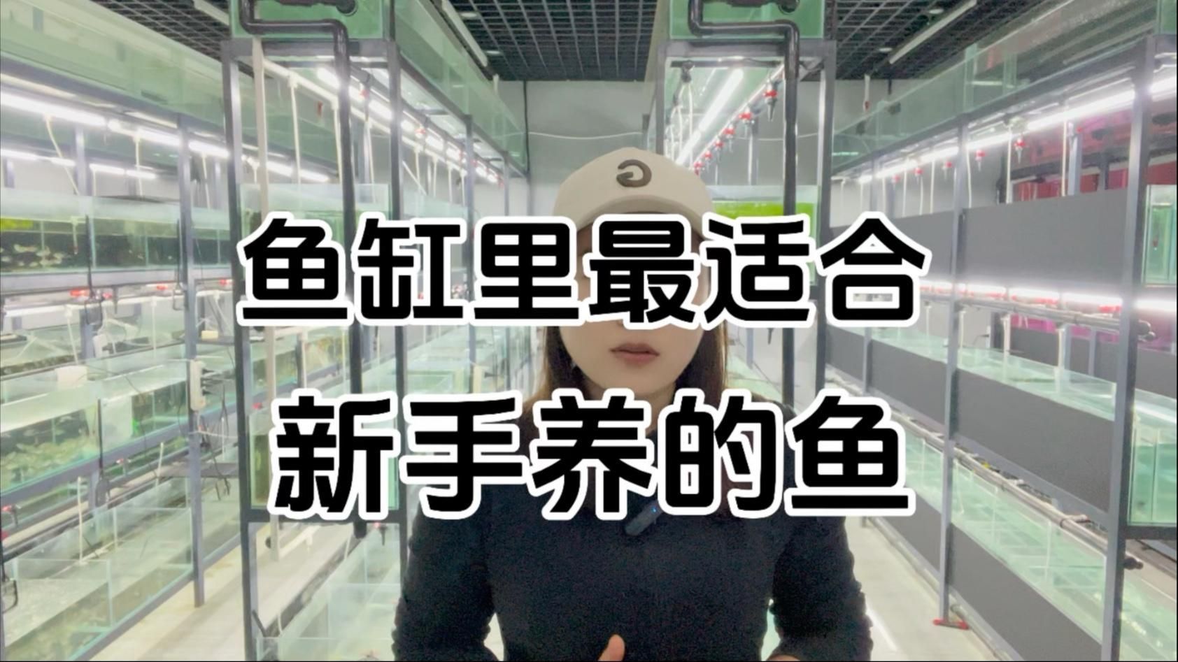 哪些魚(yú)適合家庭飼養(yǎng)，家庭養(yǎng)什么樣的魚(yú)好？