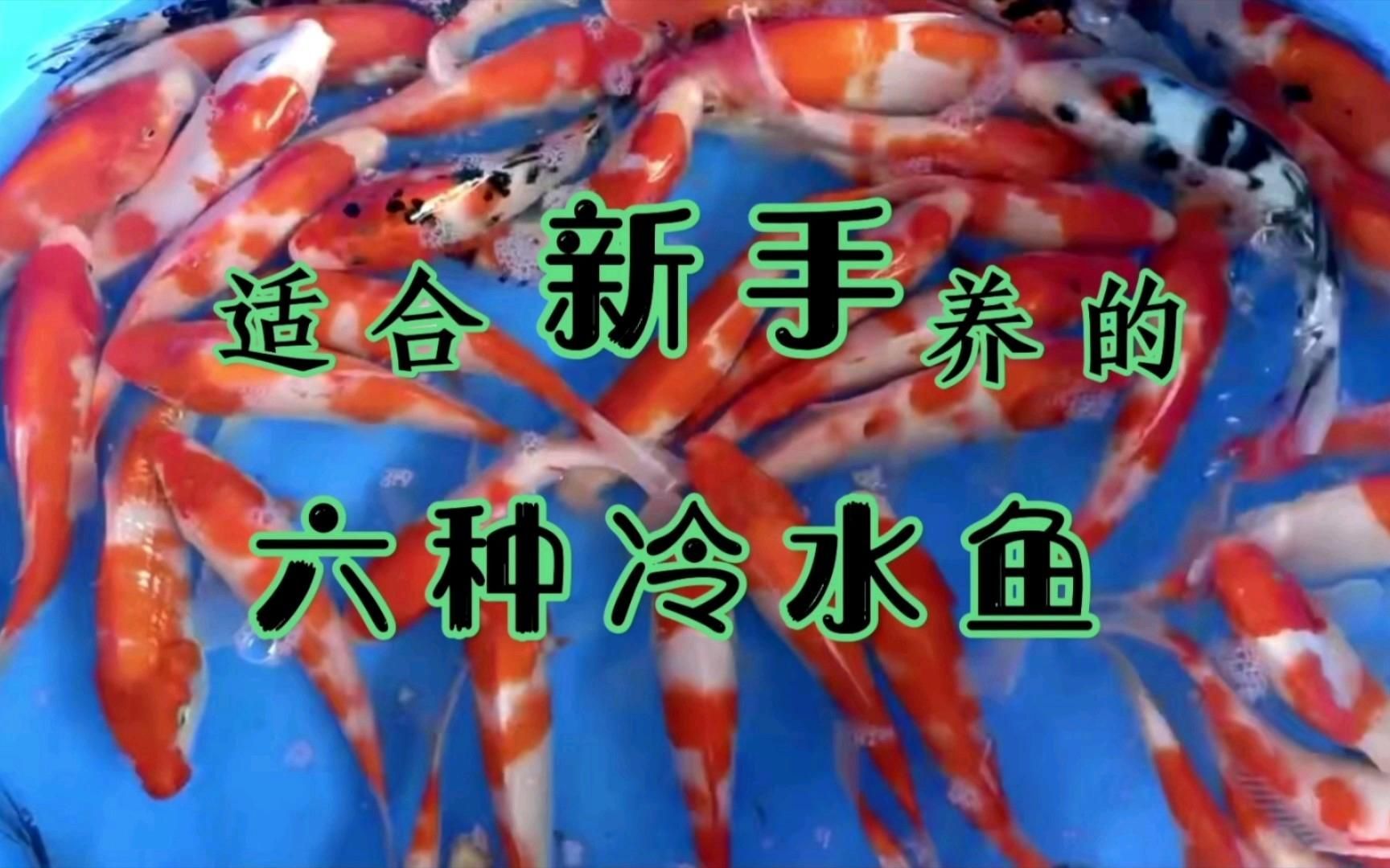 哪些魚(yú)適合家庭飼養(yǎng)，家庭養(yǎng)什么樣的魚(yú)好？