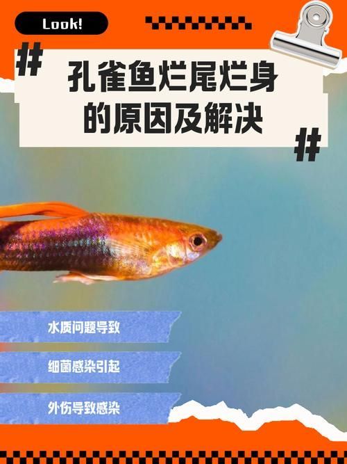 給我一些孔雀魚爛尾病的圖片，關(guān)于孔雀魚爛尾病的一些圖片