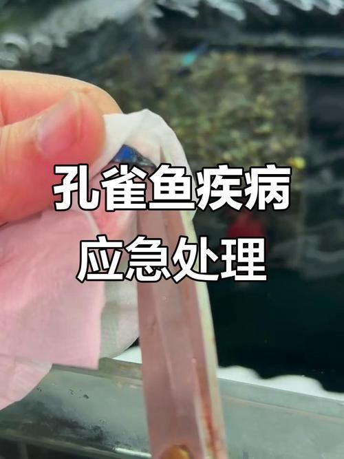 給我一些孔雀魚爛尾病的圖片，關(guān)于孔雀魚爛尾病的一些圖片