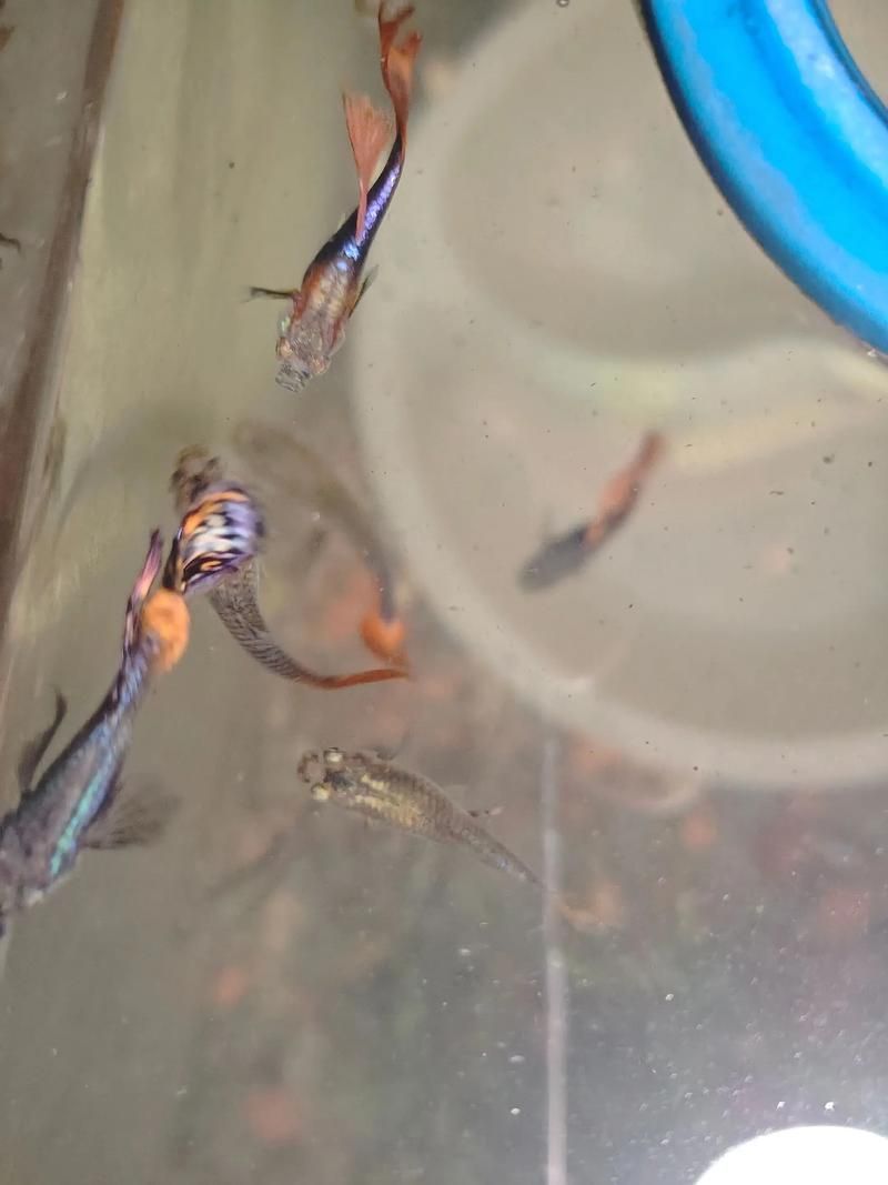 給我一些孔雀魚爛尾病的圖片，關(guān)于孔雀魚爛尾病的一些圖片