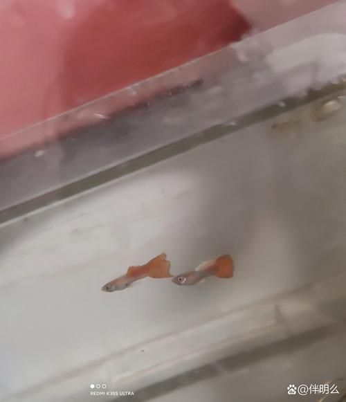 給我一些孔雀魚爛尾病的圖片，關(guān)于孔雀魚爛尾病的一些圖片