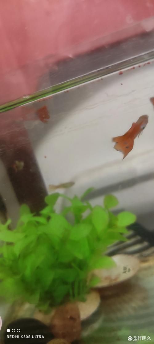給我一些孔雀魚爛尾病的圖片，關(guān)于孔雀魚爛尾病的一些圖片