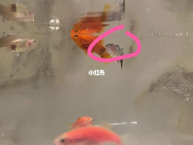 給我一些孔雀魚爛尾病的圖片，關(guān)于孔雀魚爛尾病的一些圖片