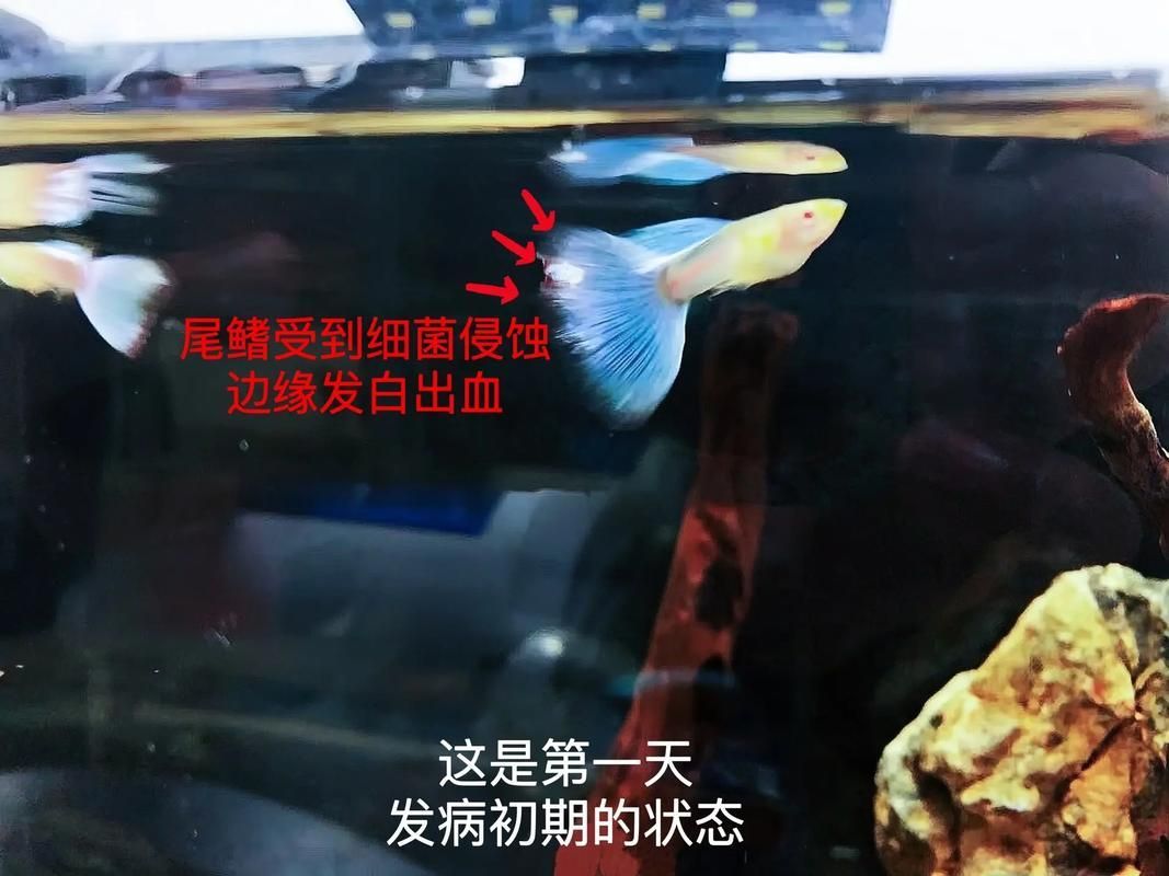 給我一些孔雀魚爛尾病的圖片，關(guān)于孔雀魚爛尾病的一些圖片