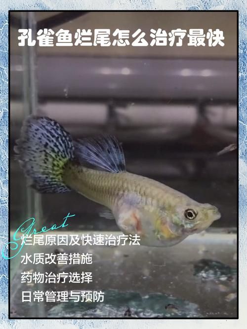 給我一些孔雀魚爛尾病的圖片，關(guān)于孔雀魚爛尾病的一些圖片