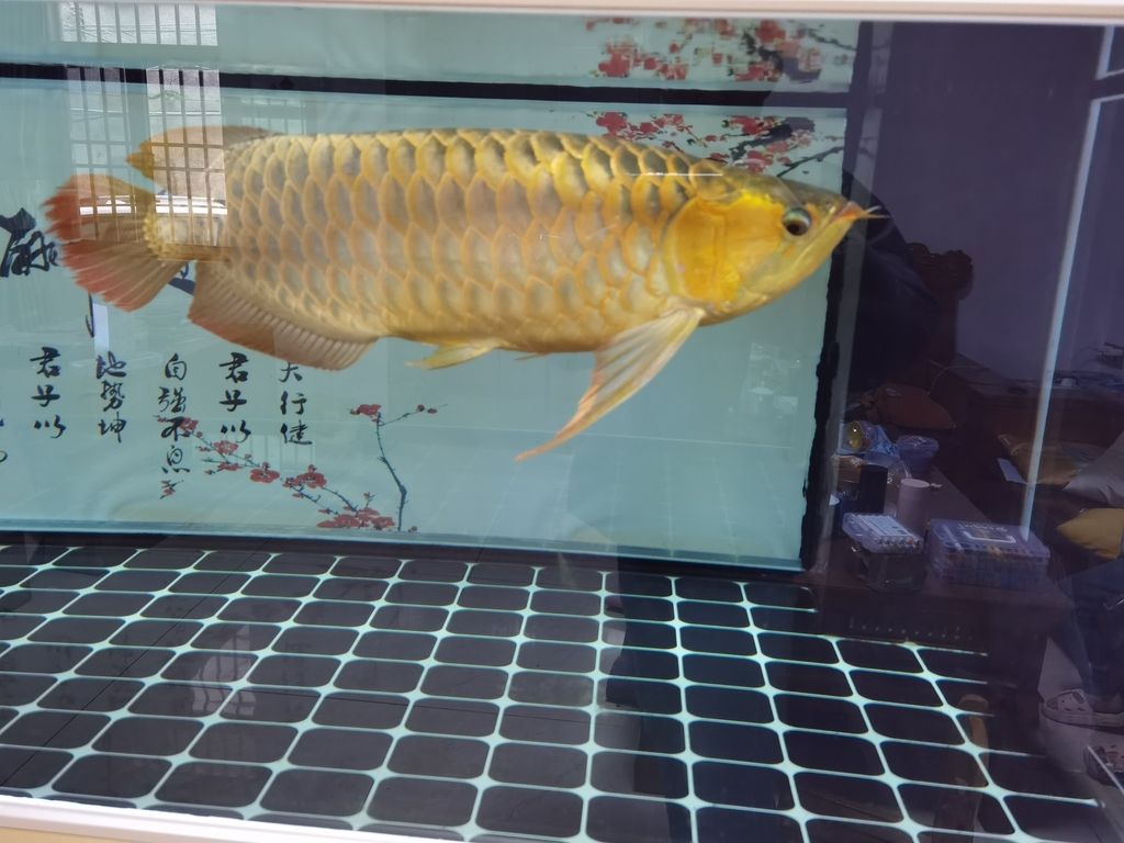 ，_阿銀評論全球變暖對農業的影響及其應對策略 ，_阿銀評論全球變暖對農業的影響及其應對策略 龍魚論壇