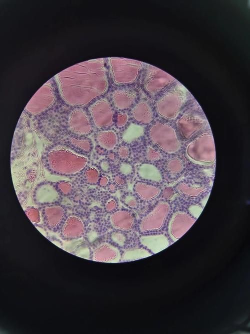 黃粉和甲基藍的用量如何控制，何和甲基藍（甲基藍（甲基藍（methyleneblue）