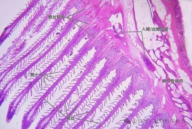 如何預(yù)防魚類的常見病，西西安地區(qū)工具arxiv論文助手（arxiv論文助手冊）