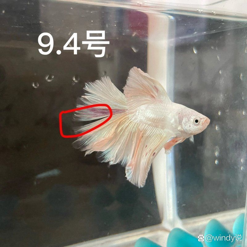 如何判斷魚類傷口愈合情況，如何判斷魚類傷口愈合