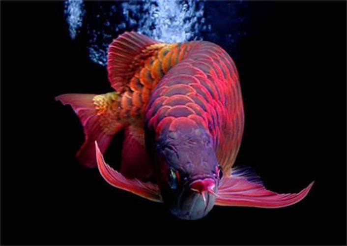 500萬(wàn)紅龍魚(yú)圖片有哪些，00萬(wàn)紅龍魚(yú)圖片的搜索結(jié)果包括了各種不同品種、顏色和大小紅龍魚(yú)