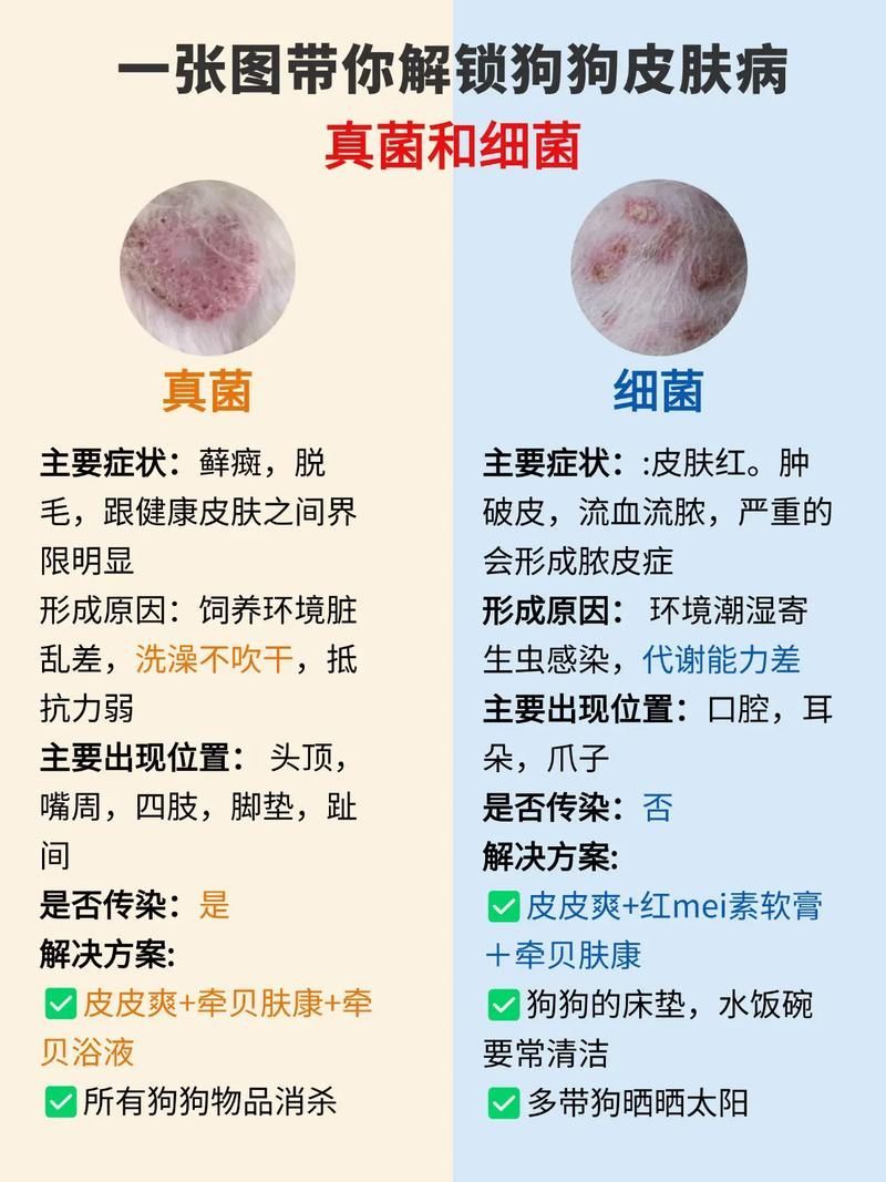 能否提供真菌和細菌感染的對比圖，如何區別真菌和細菌感染