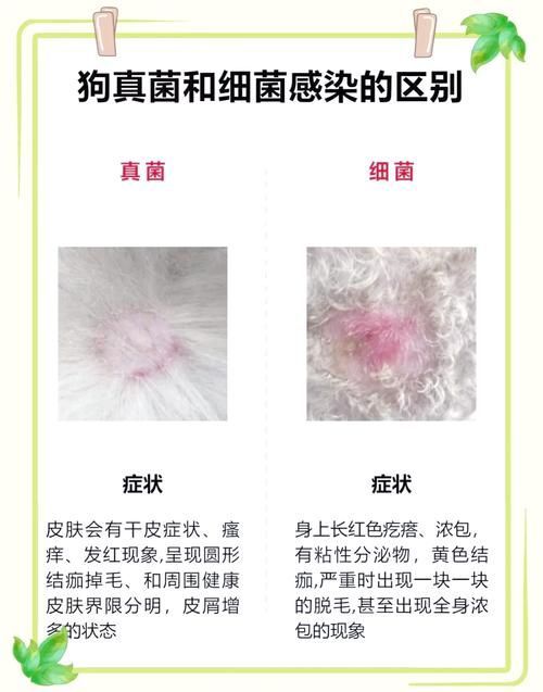 能否提供真菌和細菌感染的對比圖，如何區別真菌和細菌感染