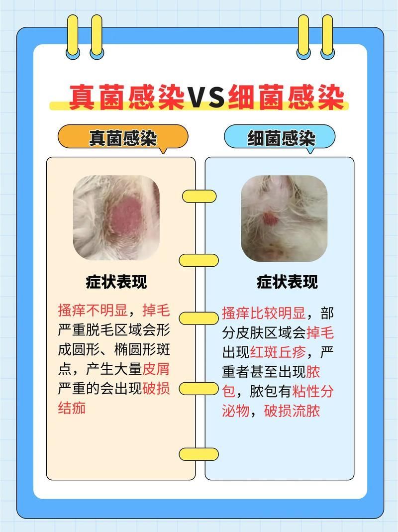 能否提供真菌和細菌感染的對比圖，如何區別真菌和細菌感染
