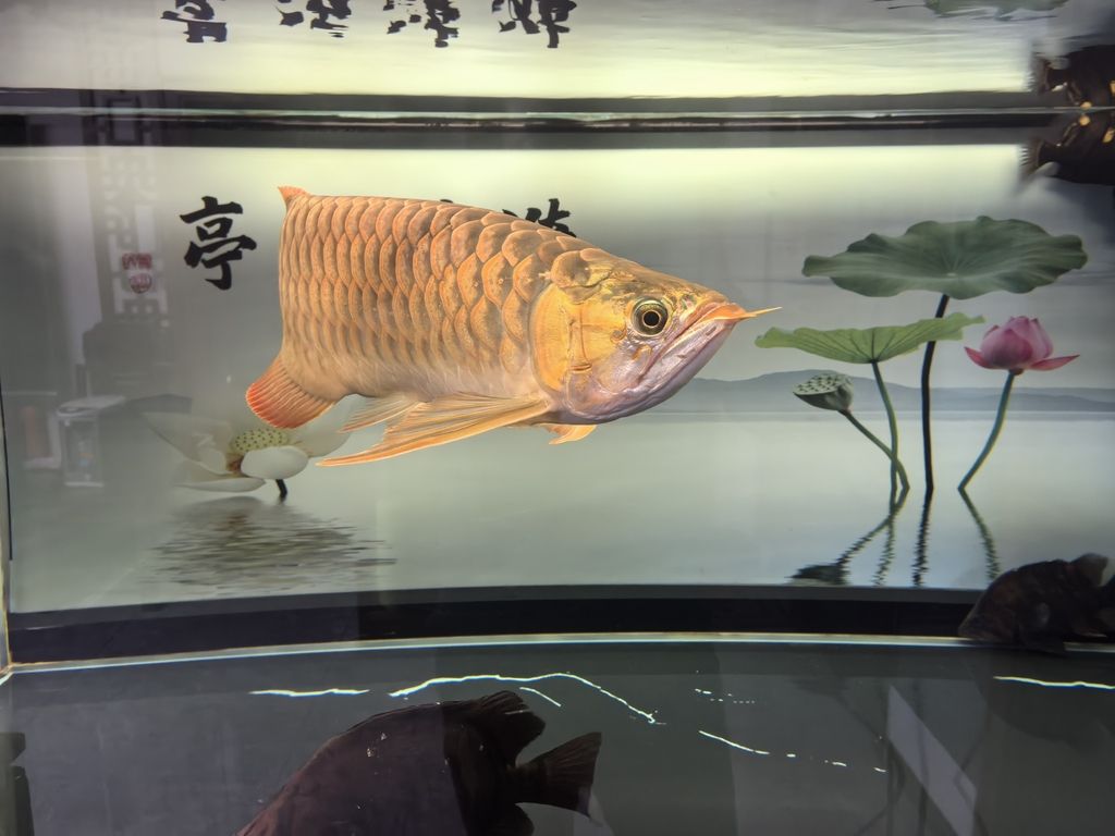 堅持愛好，_阿銀評論：堅持愛好對提升生活質量的積極作用