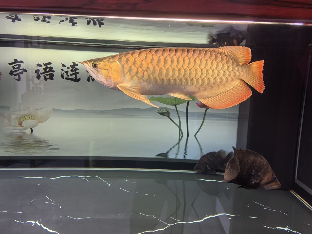 堅持愛好，_阿銀評論：堅持愛好對提升生活質量的積極作用