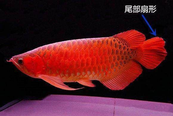 清遠龍魚有哪些知名品牌？，清遠龍魚品牌選購指南，清遠龍魚市場價格是多少