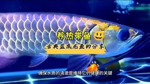 藍底龍魚有哪些常見品種？，藍底龍魚的特點