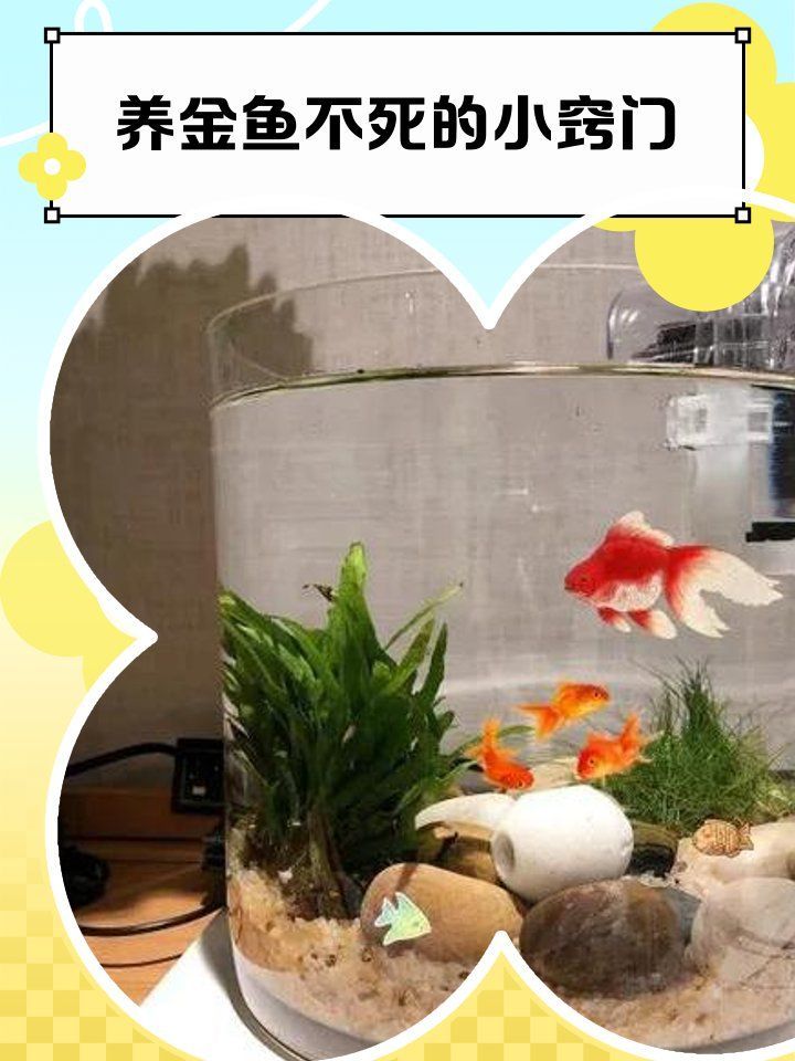 有哪些措施可以預防金魚死亡，——金魚死亡的原則