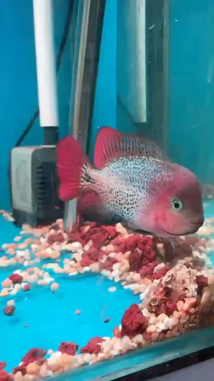紫鯛，紫色的寶石魚