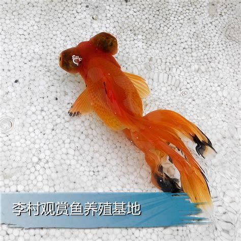 有哪些適合龍魚吃的小魚？，如何選擇適合龍魚食用的小魚