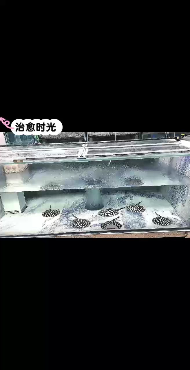 印尼虎魚多少溫度飼養最好:印尼虎魚多少溫度飼養最好印尼虎魚多少溫度飼養最好 周末來給魚兒換換水,周末來給魚兒換換水,小伙不帥 龍魚論壇 周末來給魚兒換換水,周末來給魚兒換換水,小伙不帥 周末來給魚兒換換水,周末來給魚兒換換水,小伙不帥 龍魚論壇